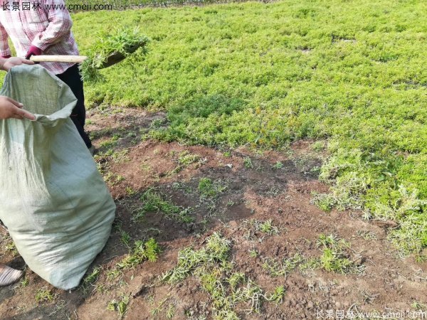 佛甲草起苗挖苗現(xiàn)場實拍圖片 佛甲草起苗挖苗現(xiàn)場實拍圖片