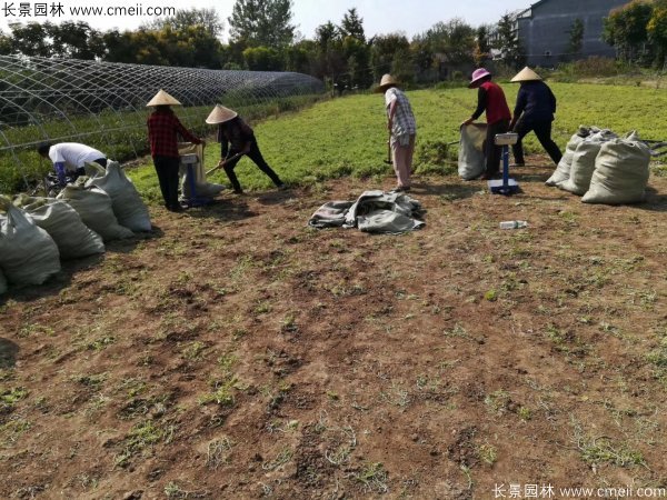 佛甲草起苗挖苗現(xiàn)場實拍圖片 佛甲草起苗挖苗現(xiàn)場實拍圖片