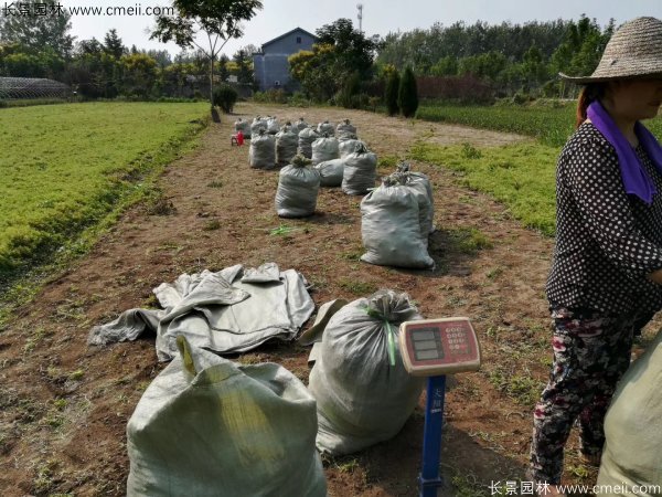 佛甲草起苗挖苗現(xiàn)場實拍圖片 佛甲草起苗挖苗現(xiàn)場實拍圖片