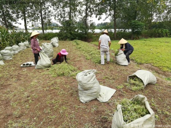 佛甲草起苗挖苗現(xiàn)場實拍圖片 佛甲草起苗挖苗現(xiàn)場實拍圖片