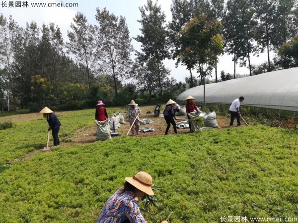佛甲草起苗挖苗現(xiàn)場實拍圖片 佛甲草起苗挖苗現(xiàn)場實拍圖片