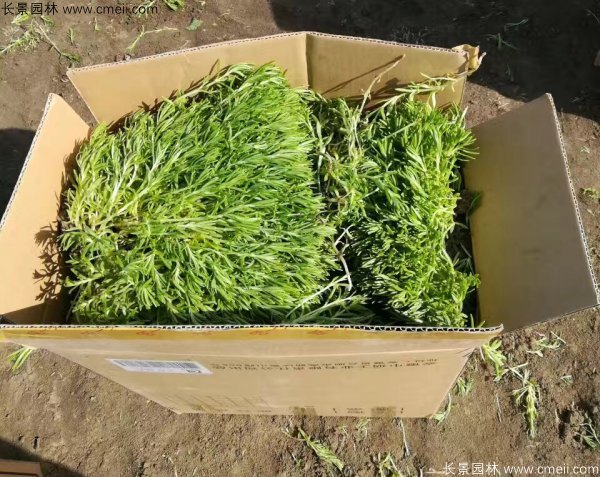 佛甲草發(fā)快遞裝箱包裝圖片 佛甲草發(fā)快遞裝箱包裝圖片