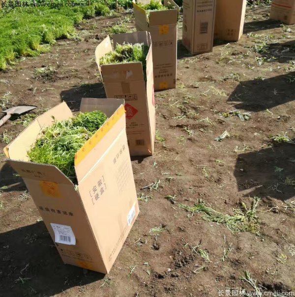 佛甲草發(fā)物流快遞裝箱包裝圖片 佛甲草發(fā)物流快遞裝箱包裝圖片