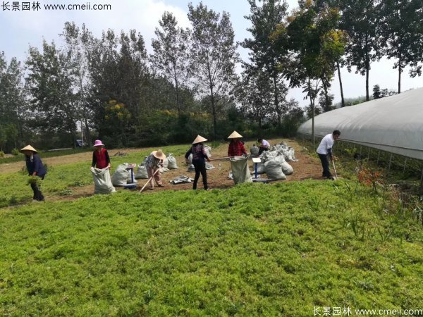 佛甲草起苗挖苗現(xiàn)場實拍圖片 佛甲草起苗挖苗現(xiàn)場實拍圖片