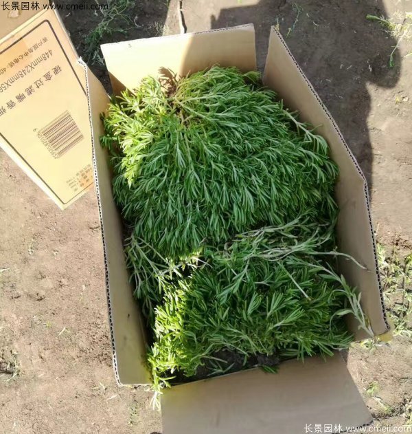 佛甲草發(fā)物流快遞裝箱包裝圖片 佛甲草發(fā)物流快遞裝箱包裝圖片