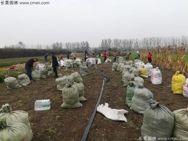佛甲草發(fā)物流快遞裝箱包裝圖片 佛甲草發(fā)物流快遞裝箱包裝圖片