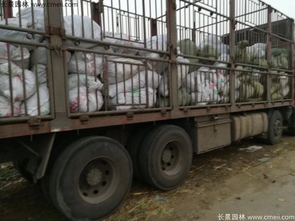 佛甲草發(fā)物流快遞裝箱包裝圖片 佛甲草發(fā)物流快遞裝箱包裝圖片