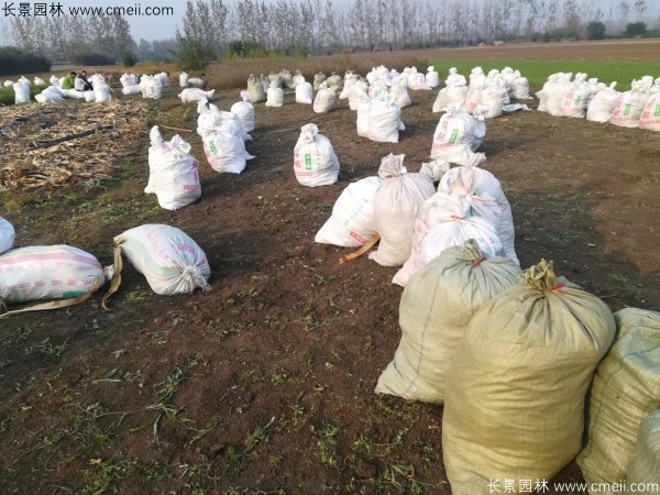 佛甲草發(fā)物流快遞裝箱包裝圖片 佛甲草發(fā)物流快遞裝箱包裝圖片