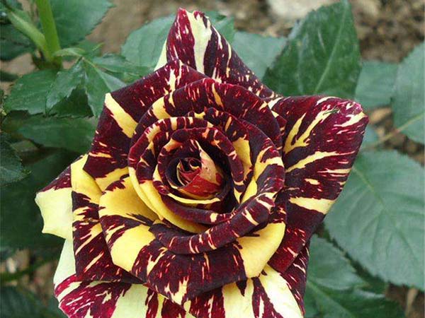 流星雨月季花苗