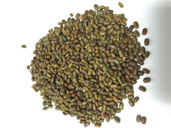 田菁種子 田菁種子