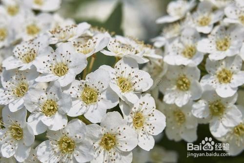 繡線菊怎么養(yǎng)護(hù)最合適呢？