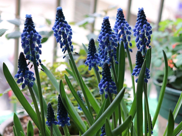 葡萄風信子 葡萄風信子