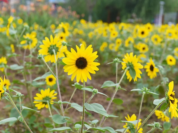 多頭向日葵 多頭向日葵