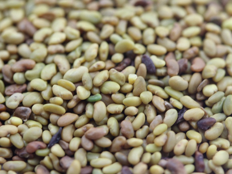 進(jìn)口苜蓿種子 進(jìn)口苜蓿種子