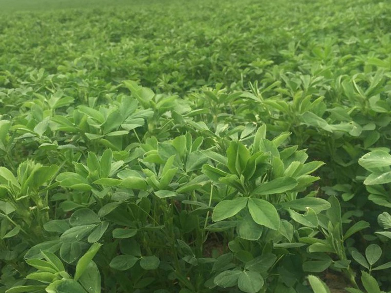 進(jìn)口苜蓿 進(jìn)口苜蓿