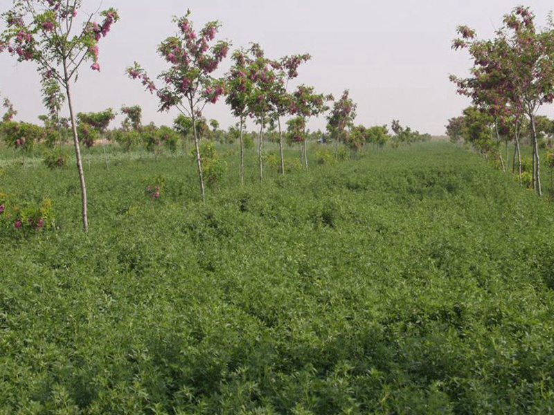 國(guó)產(chǎn)苜蓿 國(guó)產(chǎn)苜蓿