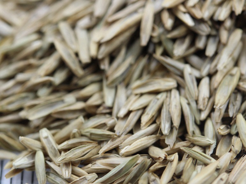 護(hù)坡多年生黑麥草 護(hù)坡多年生黑麥草