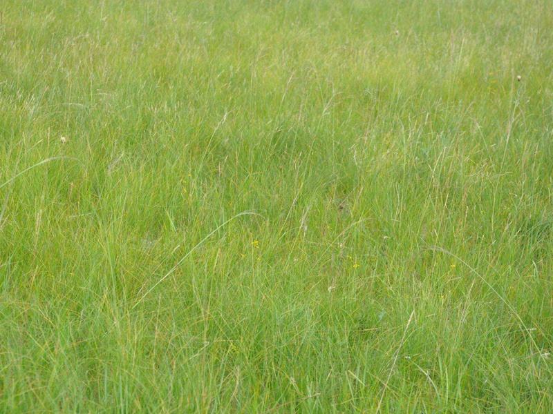 無芒雀麥 無芒雀麥