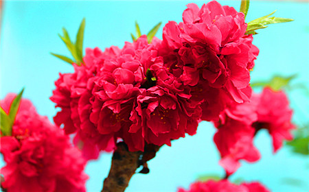 紅碧桃圖片 紅碧桃圖片