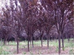 8公分紅葉李價(jià)格 190元一棵上車(chē)價(jià)