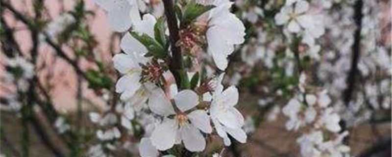 東京櫻花的養殖方法和注意事項