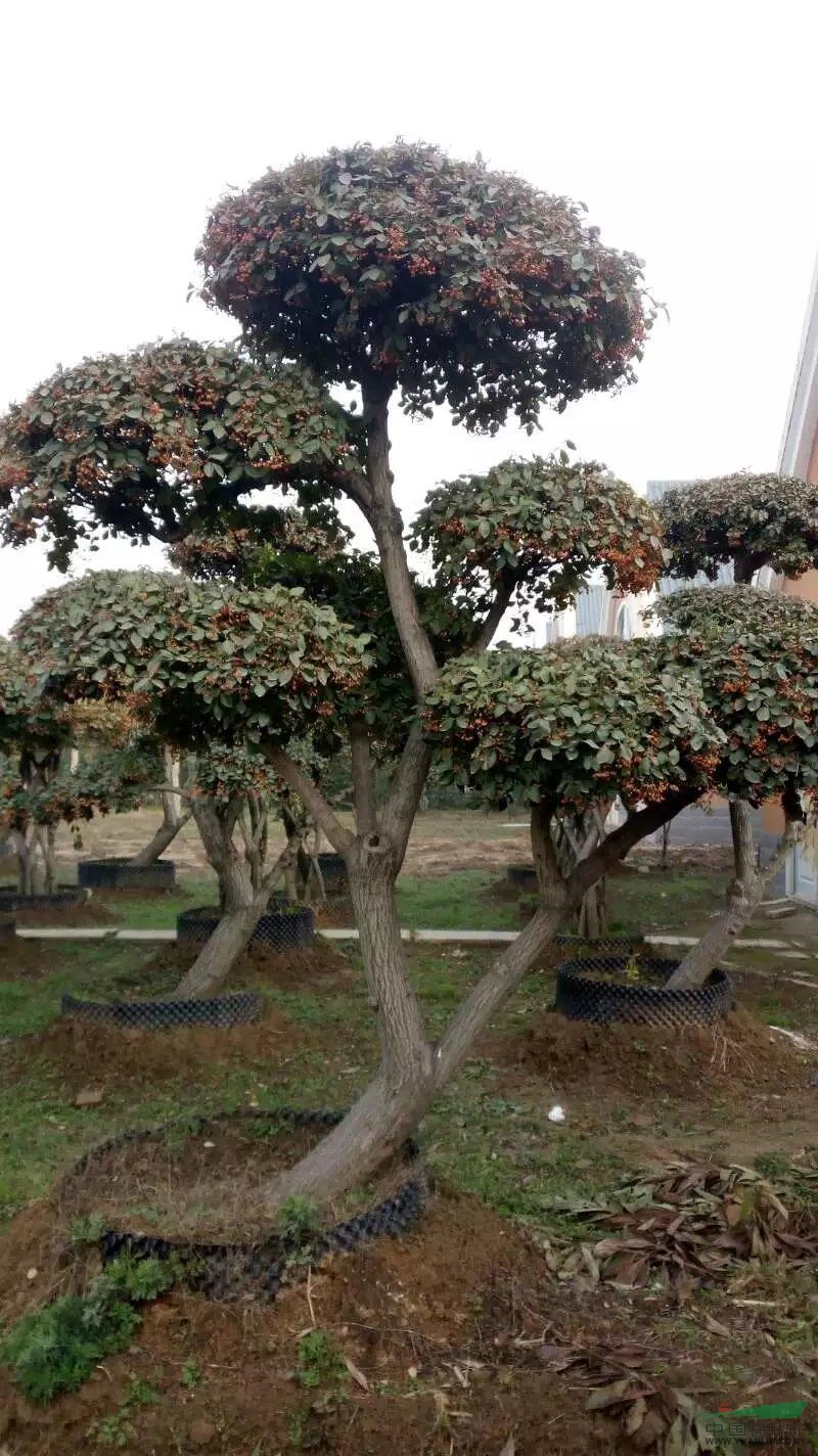 1648602620378642.jpg 1648602620378642.jpg