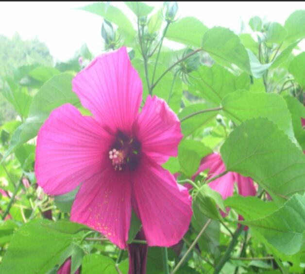 1650628576840141.jpg 1650628576840141.jpg