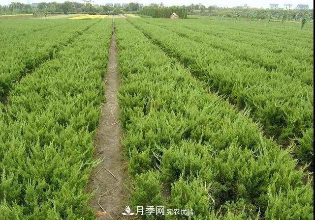 值得收藏！這些全國著名苗木產地你知道幾個？