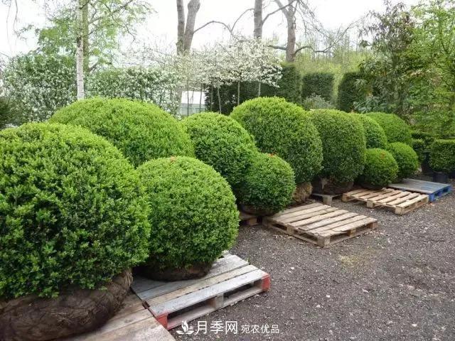 值得收藏！這些全國著名苗木產地你知道幾個？