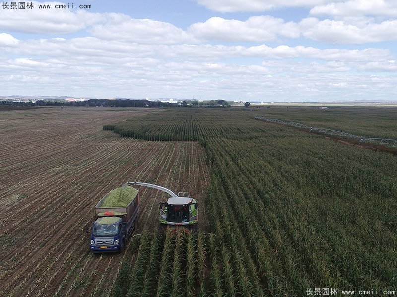 高產青貯牧草大麥豐收機械化收割