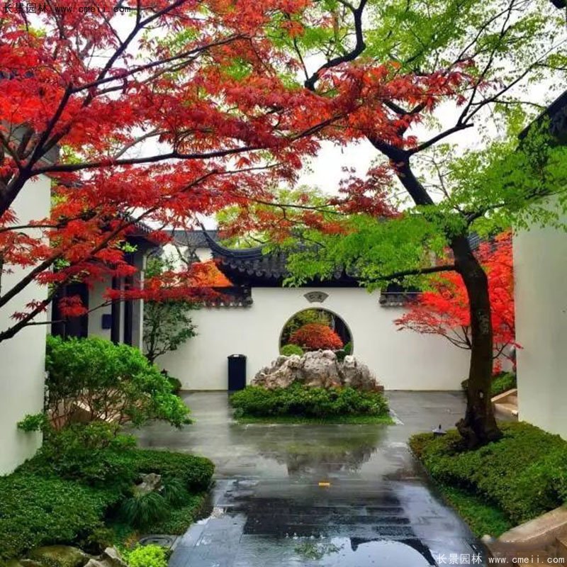 別墅庭院子植物大樹造型樹苗木 別墅庭院子植物大樹造型樹苗木