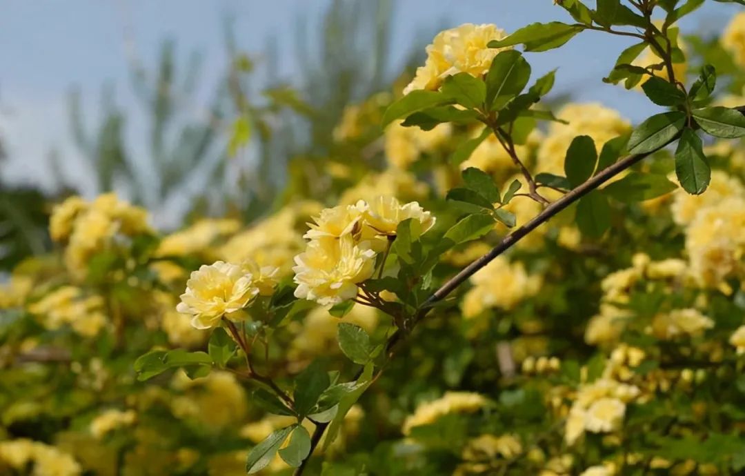 1672662571916691.jpg 微信圖片_20230102202846.jpg