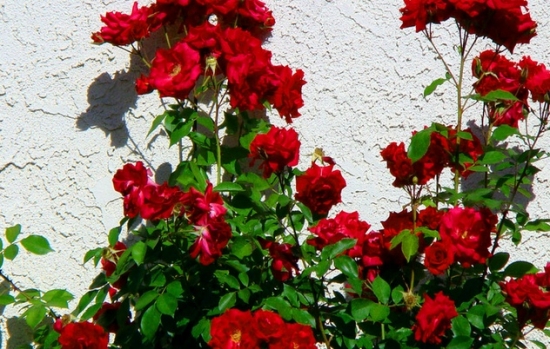 1673144993766458.jpg 1482563558036785407.jpg