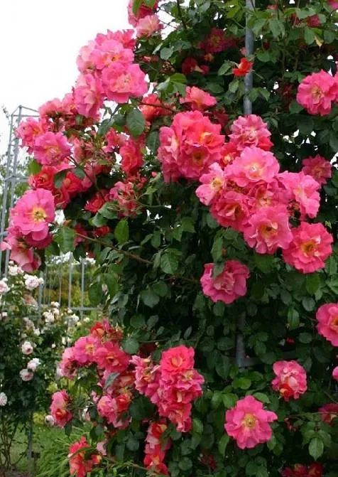 1673151632628591.jpg 微信圖片_20230108121939.jpg