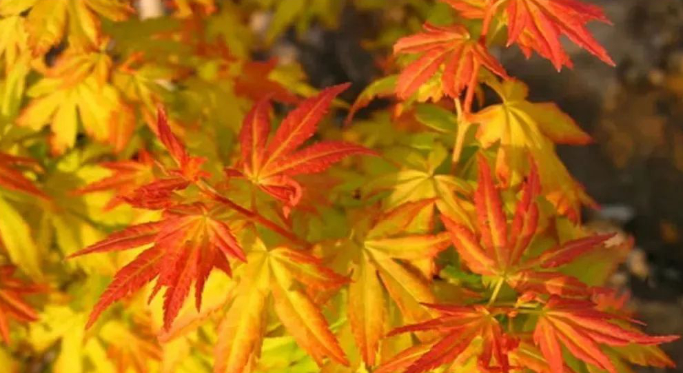 1673385579489303.jpg 橙之夢.jpg