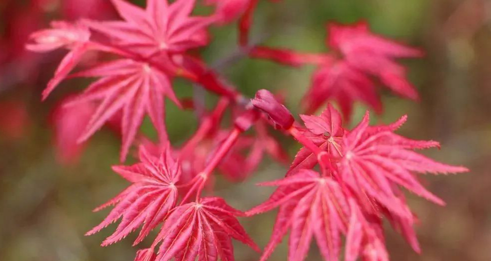 1673385586361854.jpg 紅舞姬.jpg