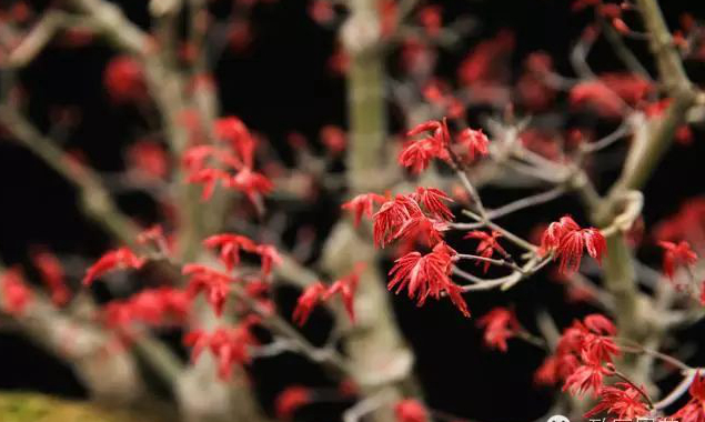 1673385592342478.jpg 紅猩猩.jpg