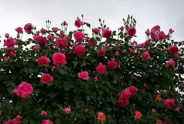 1673385656626032.jpg 微信圖片_20221126211553.jpg