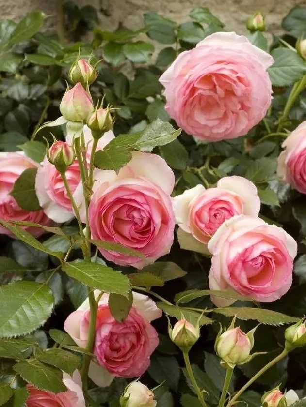 1673385912580099.jpg 微信圖片_20230108121930.jpg