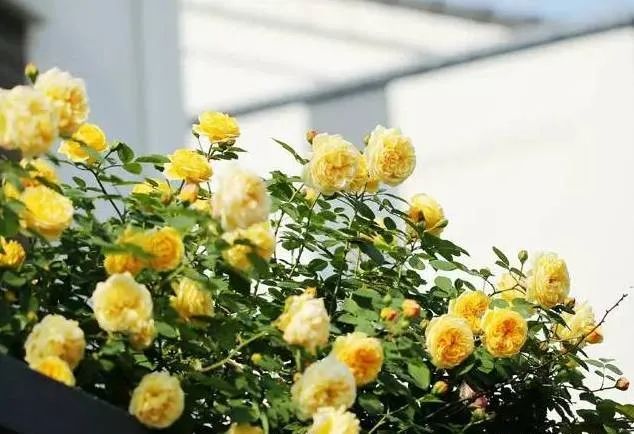 1673385925956999.jpg 微信圖片_20230108121945.jpg