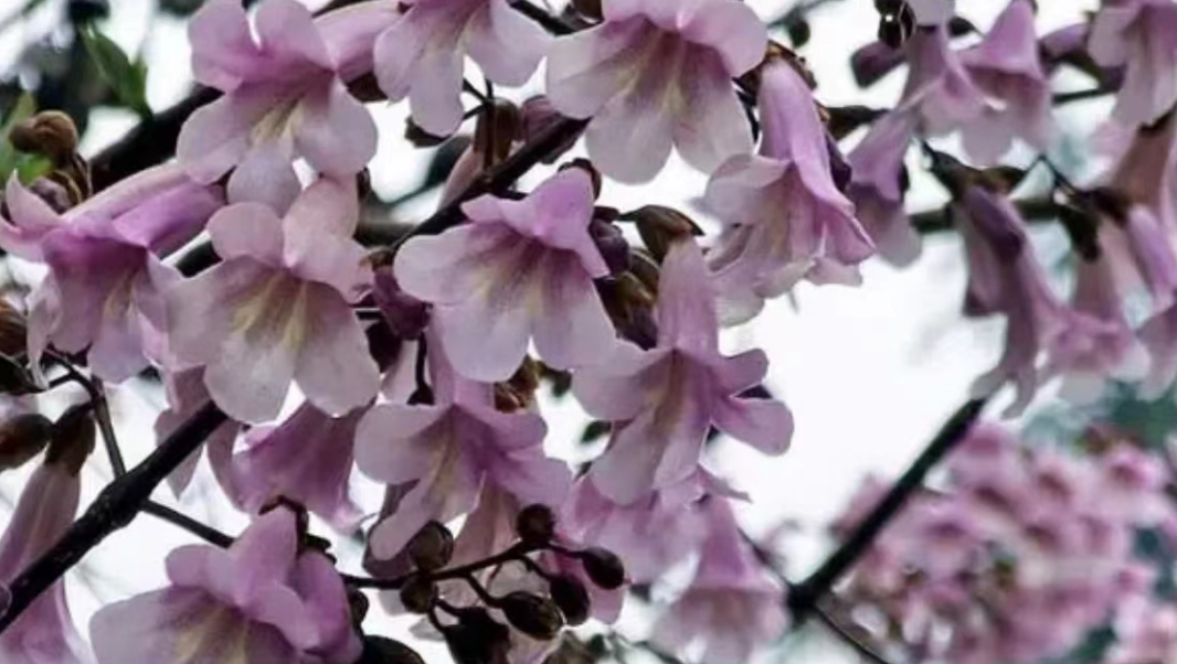 1673781895403125.png 微信圖片_20230115192254.png