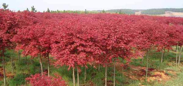 1675290560547136.jpg 11-160ZPR9404Y.jpg