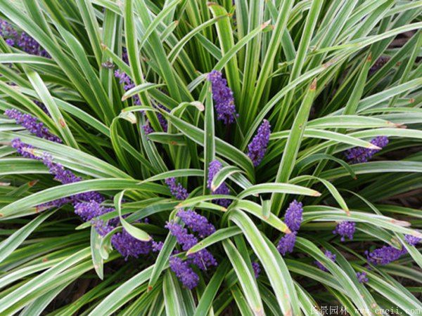 1676638873933988.jpg 1-1F41Z91622b6.jpg