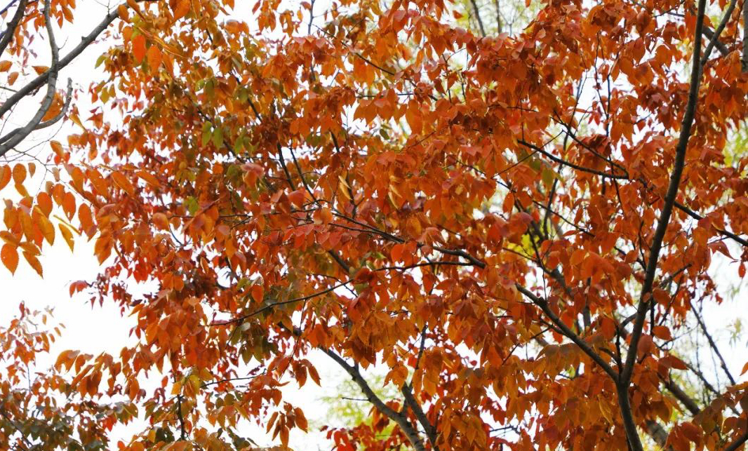 1676896978206422.jpg 微信圖片_20230115185228.jpg