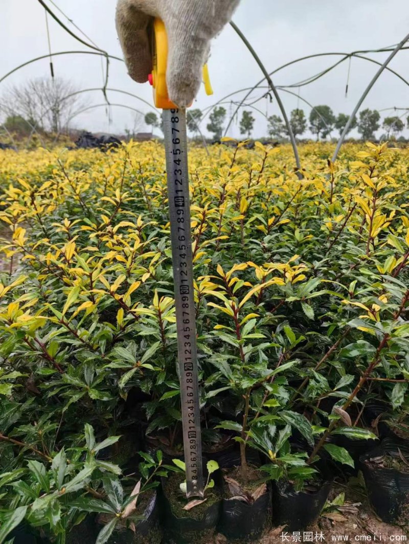 黃金枸骨 黃金枸骨