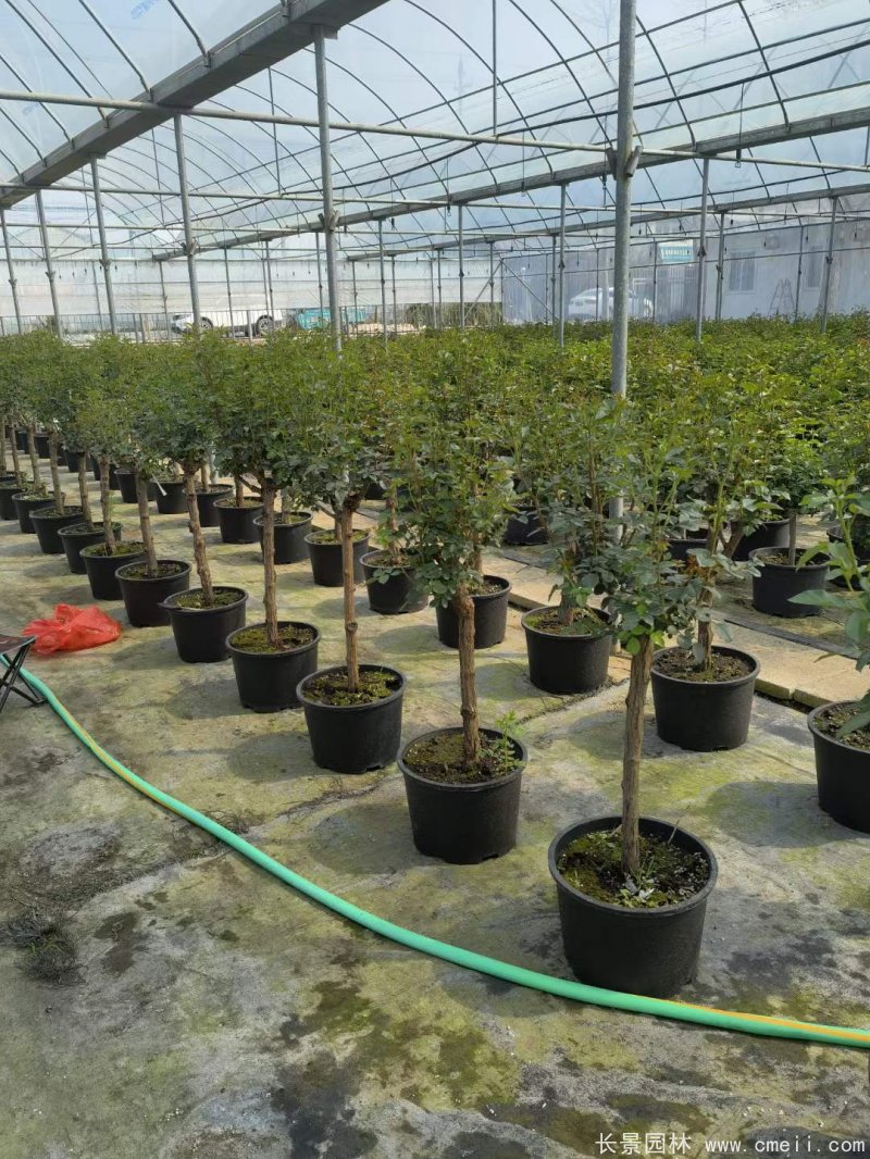 棒棒糖月季樹 棒棒糖月季樹