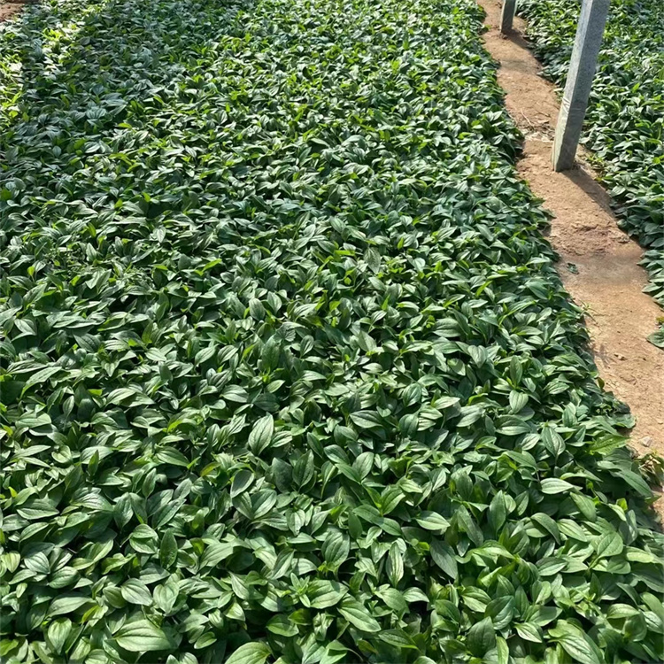 紫錐菊 來自長景園林 紫錐菊 來自長景園林