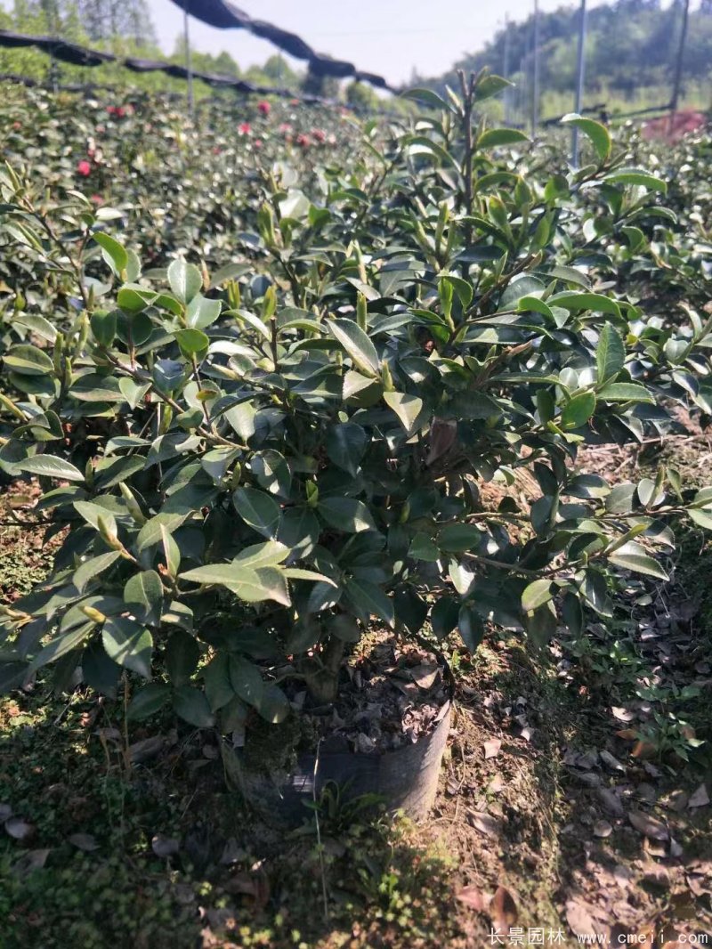 茶梅苗 茶梅苗