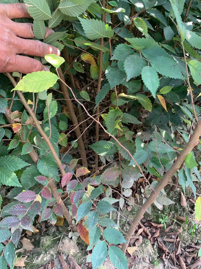 櫸樹是景區(qū)綠化中最常用園林植物，觀賞價值極高，經(jīng)常作為行道樹或者觀賞樹，也可以群植栽種成風景。紅櫸樹抗污染能力十分強悍，不僅樹姿優(yōu)美，高大雄偉，還可以吸收有害氣體，抗風能力強，不易伏倒。那么，紅櫸樹未來十年前景如何?紅櫸樹種植多久成才?下面我們一起來看看吧!  一、紅櫸樹未來十年前景如何? 1、觀賞 紅櫸樹生長快，樹干通直，樹姿優(yōu)美，枝葉繁茂，春季開花，秋季葉子會變成紅色，觀賞性極高。 2、綠化 紅櫸樹環(huán)境適應能力強，栽植應用廣泛，不僅可以綠化種植，還有不錯的抗污染、抗風能力，可吸收有害氣體，改善空氣質量，植株根深性，可以防風固土，經(jīng)常用作護林帶樹種和水土保持樹種。 3、經(jīng)濟 紅櫸樹木材堅硬、有彈性、并且不會縮水，木材紋理清晰有光澤，可以用來制作很多家具和其他器具，經(jīng)濟價值很高。 4、前景 櫸樹的適應能力強，栽植地區(qū)廣泛，發(fā)揮的綠化和生態(tài)價值比較明顯，經(jīng)常用作生態(tài)綠化樹種栽植在各大場所，產(chǎn)量和需求量都非常大，種植前景不錯。 二、紅櫸樹種植多久成才? 紅櫸樹分布地區(qū)廣，目前主要分布在廣東、廣西、貴州、云南、安徽、湖北、湖南等地，南方地區(qū)栽植廣泛。紅櫸樹幼苗生長稍慢，種植6—7年后開始轉快，樹體七八十年不衰退，百年大樹仍能正常結實。  三、2020紅櫸市場價格行情 南京市浦口區(qū)來云園藝場米徑15公分紅櫸1600元一棵; 江蘇 鎮(zhèn)江句容地之緣苗木基地米徑7公分紅櫸80元一棵; 宿遷宏洲園林綠化工程有限公司地徑2公分紅櫸10元一棵; 江蘇南京南京寶泉苗木苗圃場米徑4公分紅櫸28元一棵; 江蘇宿遷三葉園林植物有限公司米徑12公分紅櫸600元一棵。 以上就是關于紅櫸樹未來十年前景如何和紅櫸樹種植多久成才的相關介紹，不同地區(qū)不同規(guī)格的紅櫸樹價格不一樣，具體要以當?shù)匦星闉闇省Ｒ陨鲜侵袊揪W(wǎng)提供的紅櫸樹基地最新報價信息，關注花木網(wǎng)可獲得各產(chǎn)地商城實時報價，及時掌握苗木行情，做活苗木生意。