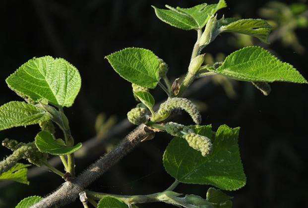 構(gòu)樹(shù)花